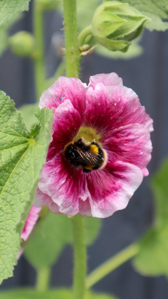 minniebon43's tweet image. The Hollyhock attraction! 

#bee #pollinator #hollyhock #NaturePhotography