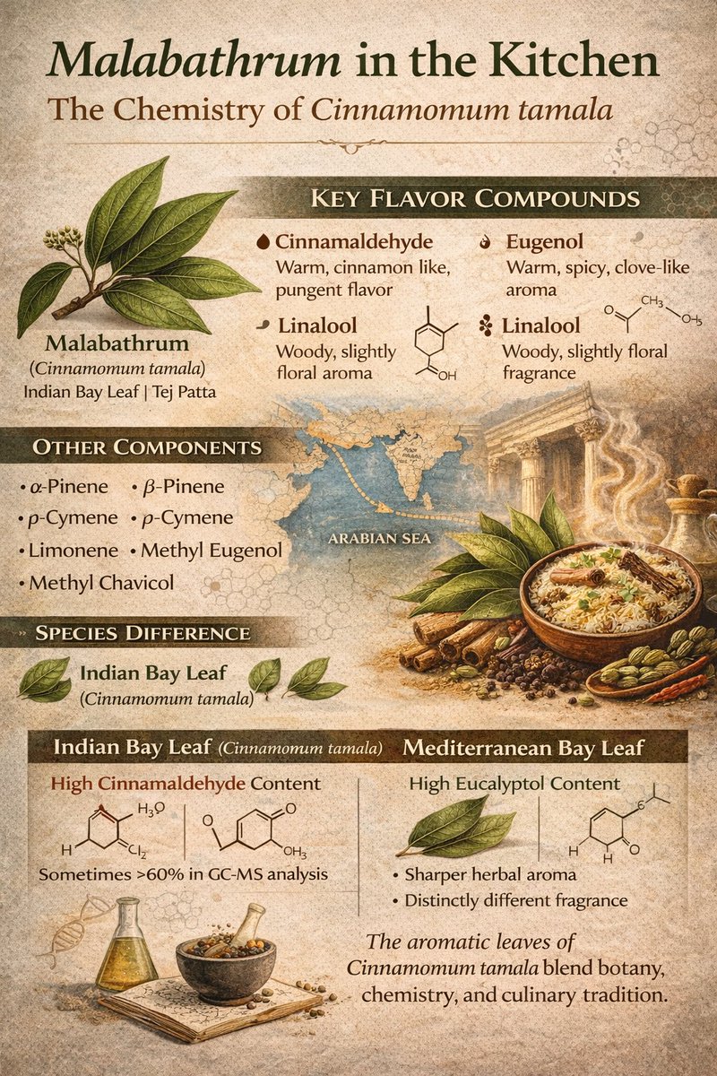 Malabathrum in the Kitchen: The Chemistry Behind Cinnamomum tamala

Known in the ancient world as malabathrum, the leaves of Cinnamomum tamala have moved from Himalayan forests to Roman trade routes and into modern South Asian kitchens. Today the leaf is widely used as tej patta,