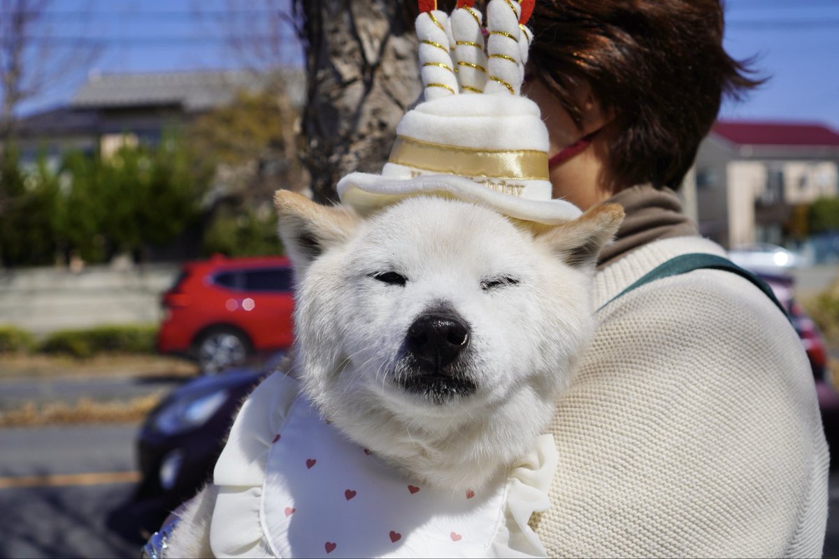 【18才柴犬うーちゃんのしあわせ散歩】老犬ホーム・ペットホテル ゆるやか tweet media