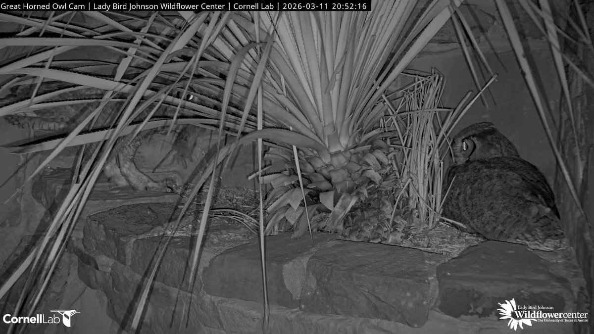 Wildflower Center Great Horned Owl Cam tweet media