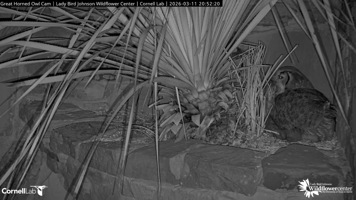 Wildflower Center Great Horned Owl Cam tweet media