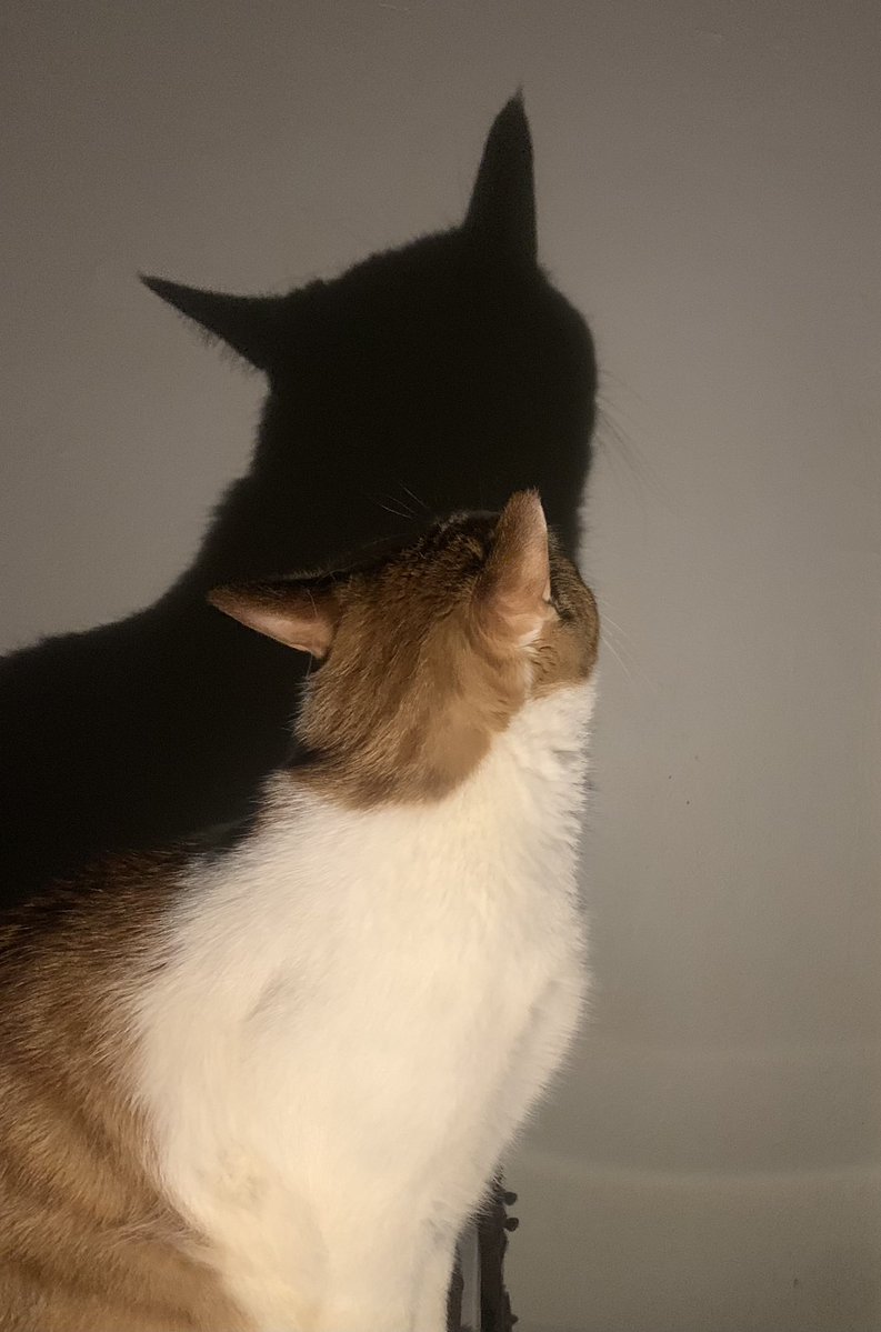 Anthony (NYCAnt) 🐜 tweet media