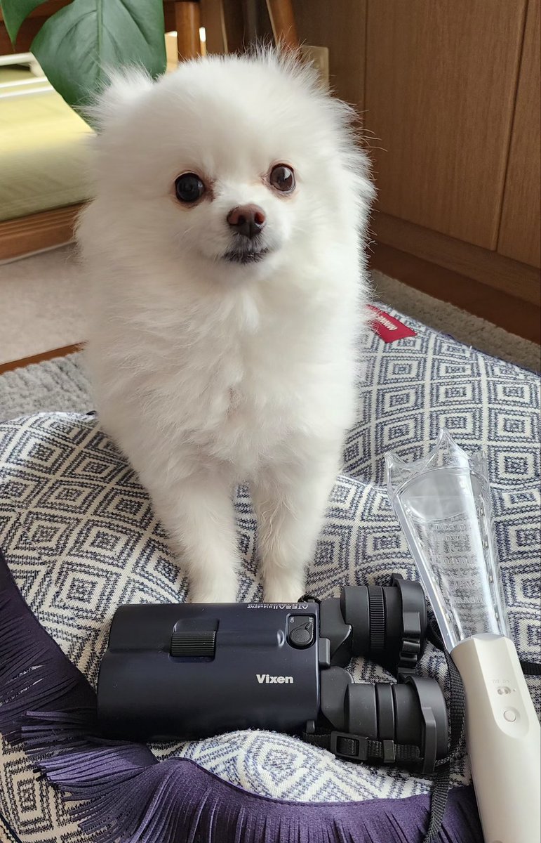 モコ太郎 tweet media