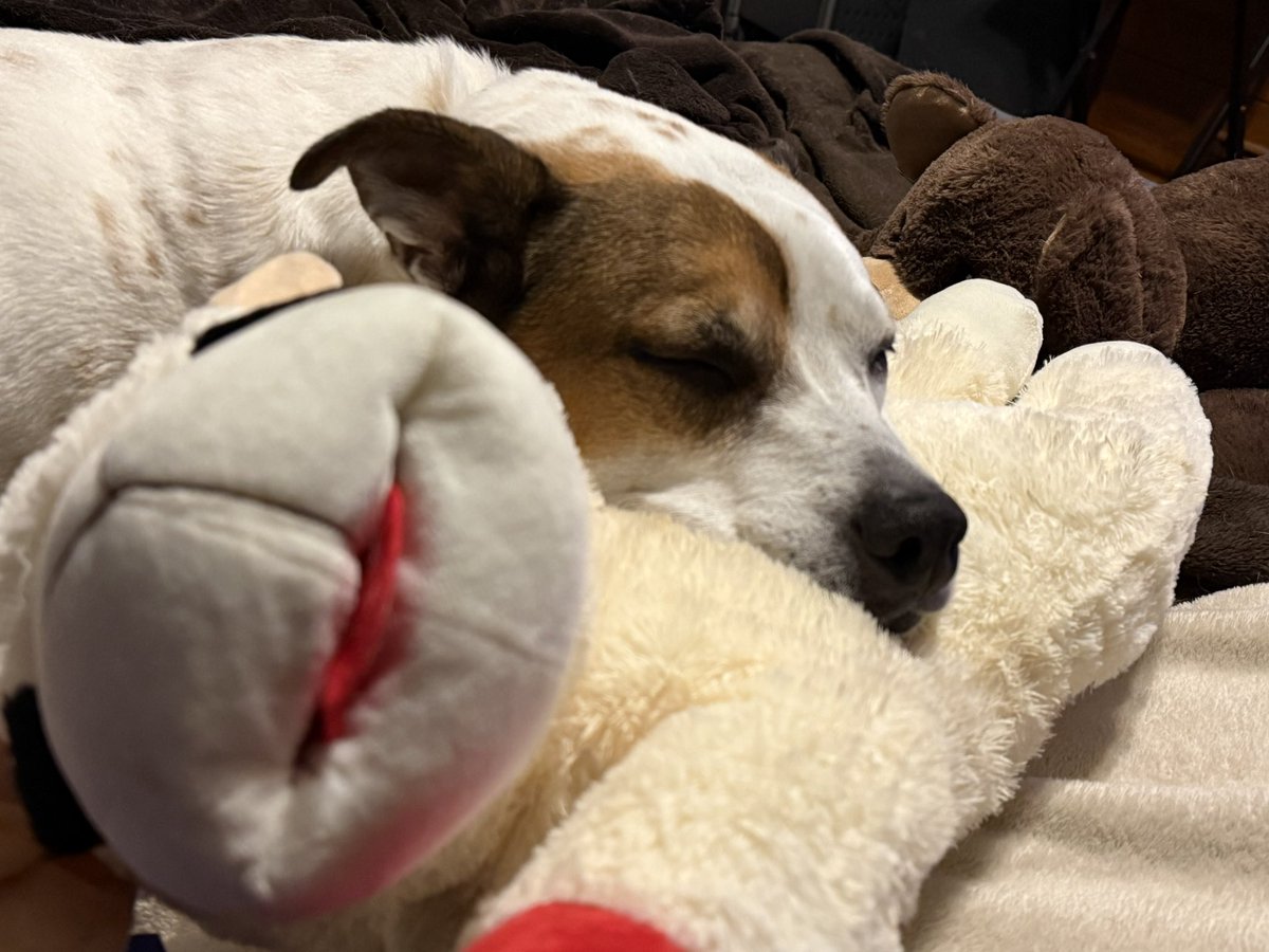 SethEggert91's tweet image. Patches is STILL protecting the lamb toy and using it as a pillow. I haven’t been able to put it away yet. 😅

I think he likes the toy my sister picked out from @Chewy. 🐶🐕

#Doggo | #DogsOfTwitter | #RescueDog