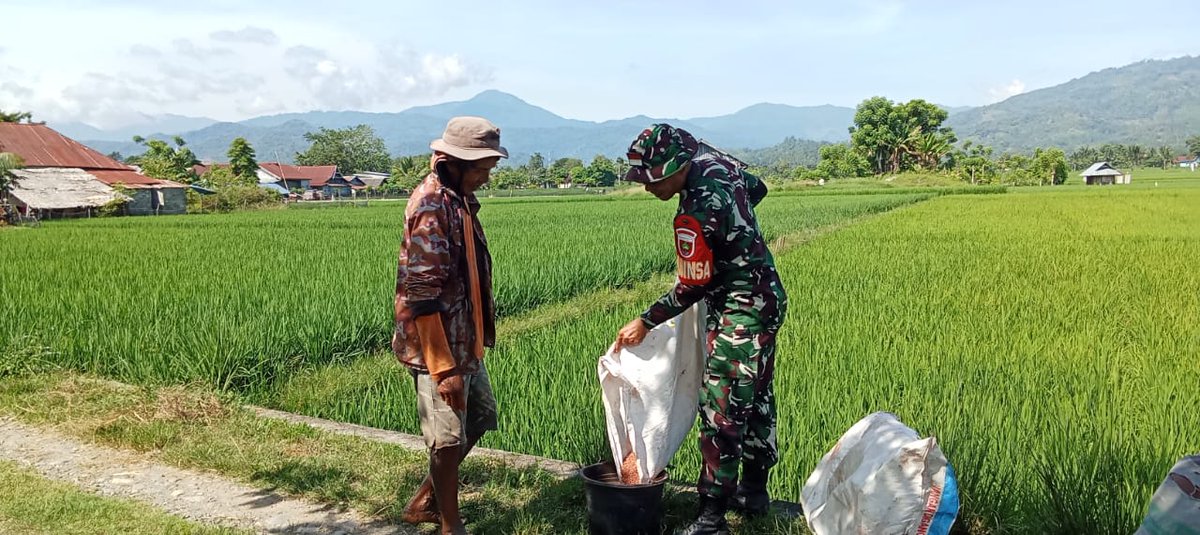 koramilwlg7's tweet image. Walenrang : Babinsa Koramil 1403-07/Walenrang (Peltu Suratmin) melaksanakan pendampingan Kelompok Tani Makmur Lestari dalam rangka pemupukan pada tanaman padi  di Desa Wiwitan, Kec. Lamasi, Kab. Luwu.
#kodam #korem #kodim #babinsa #ketahananpangan