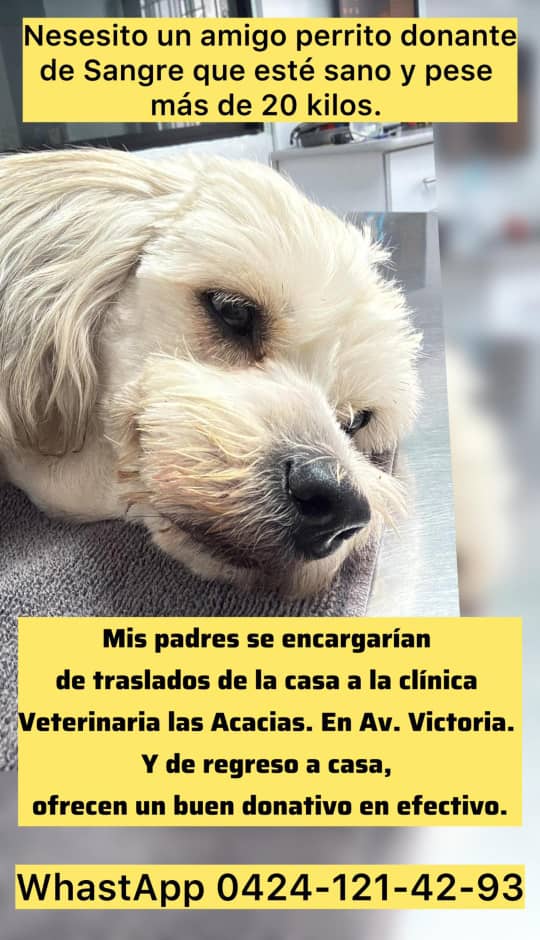 🆘🆘🆘🆘🆘🆘🆘🆘🆘🆘🆘🆘🆘🆘🆘🆘🆘🆘🆘🆘🆘🆘 Chicos ayudenme a difundir por favor. Se busca PERRO donante de sangre. 0424- 1214293 Caracas 

Los dueños le buscan a su casa y le llevan a la clínica y le devuelven a casa si lo necesita.
Muchas gracias a todos🙏🏼🇻🇪🥲