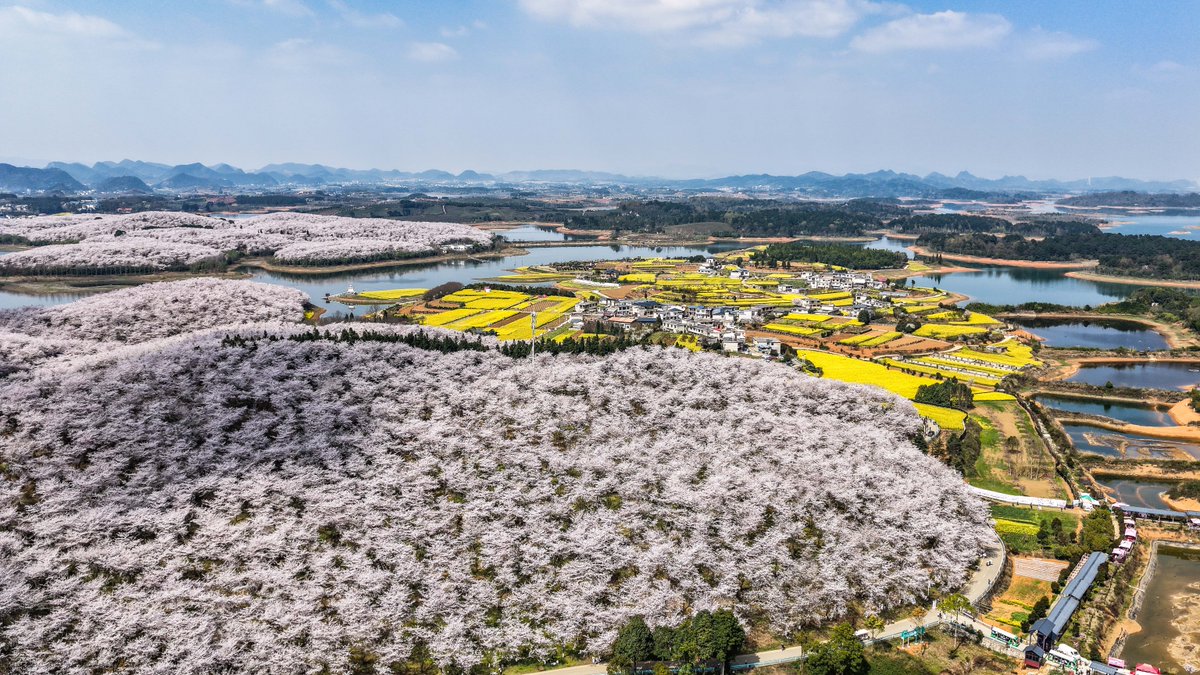 FlyOverChina's tweet image. 🌸 Spring has painted the hills pink. Come wander and get lost in this sea of #cherry blossoms.
📍 Gui'an New Area, SW China's #Guizhou Province
📷 Tao Liang
#SpringInChina #FlyOverChina #ChinaTravel