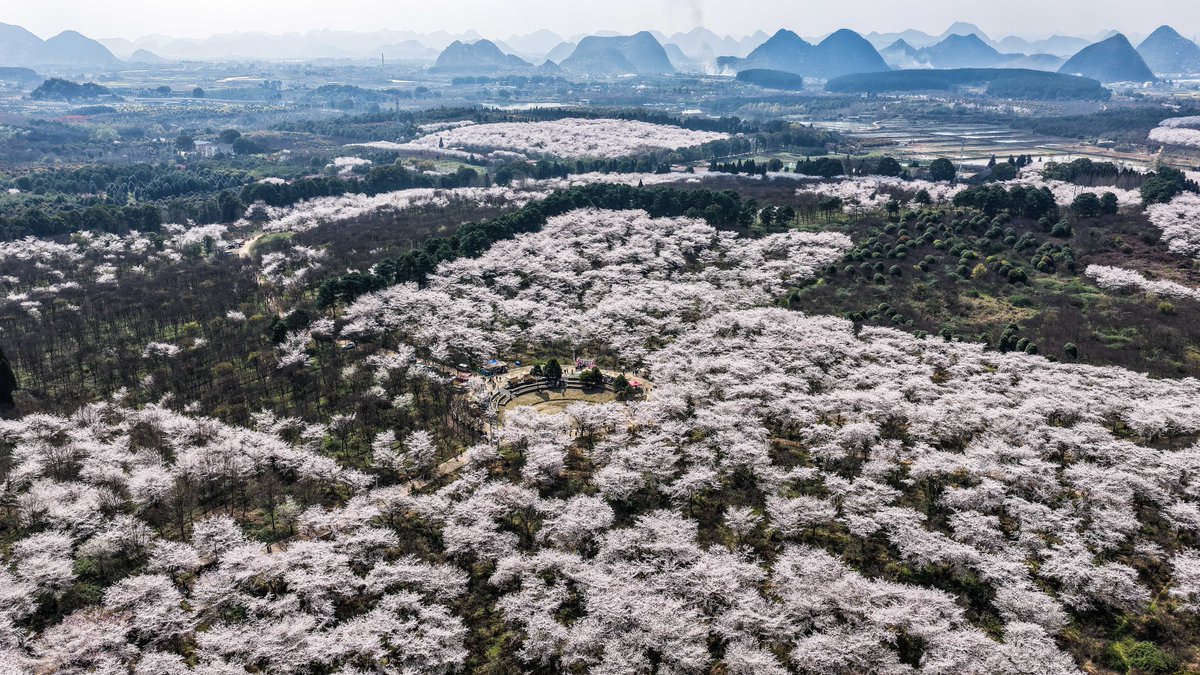 FlyOverChina's tweet image. 🌸 Spring has painted the hills pink. Come wander and get lost in this sea of #cherry blossoms.
📍 Gui'an New Area, SW China's #Guizhou Province
📷 Tao Liang
#SpringInChina #FlyOverChina #ChinaTravel