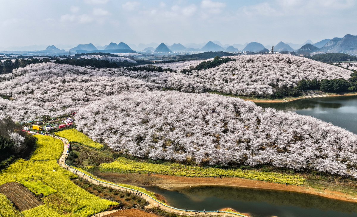 FlyOverChina's tweet image. 🌸 Spring has painted the hills pink. Come wander and get lost in this sea of #cherry blossoms.
📍 Gui'an New Area, SW China's #Guizhou Province
📷 Tao Liang
#SpringInChina #FlyOverChina #ChinaTravel
