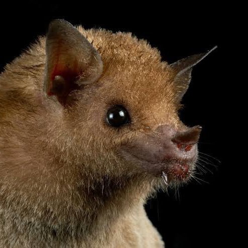 Lucía Hernández | Amo La Ciencia tweet media