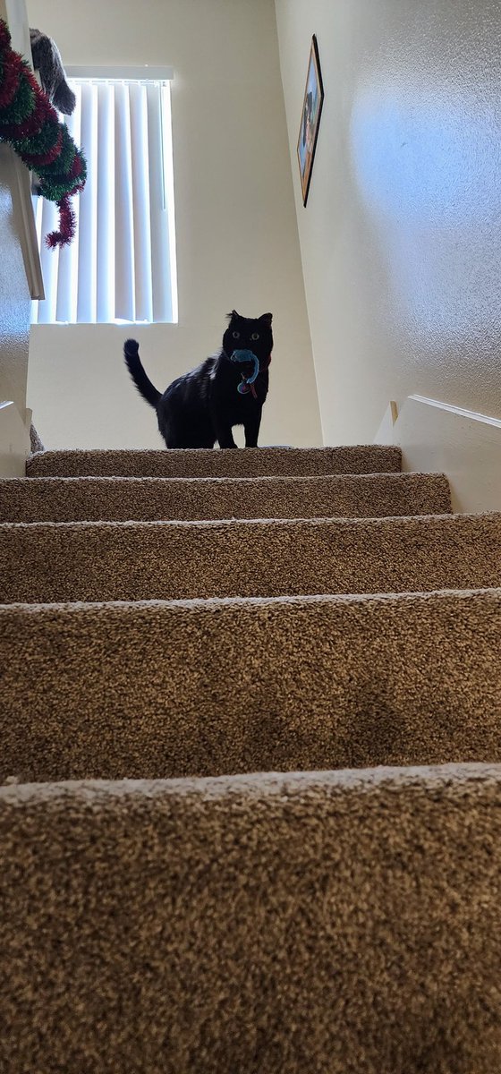 Captain Showtime 🔜 TFF / LVFC /FWA tweet media