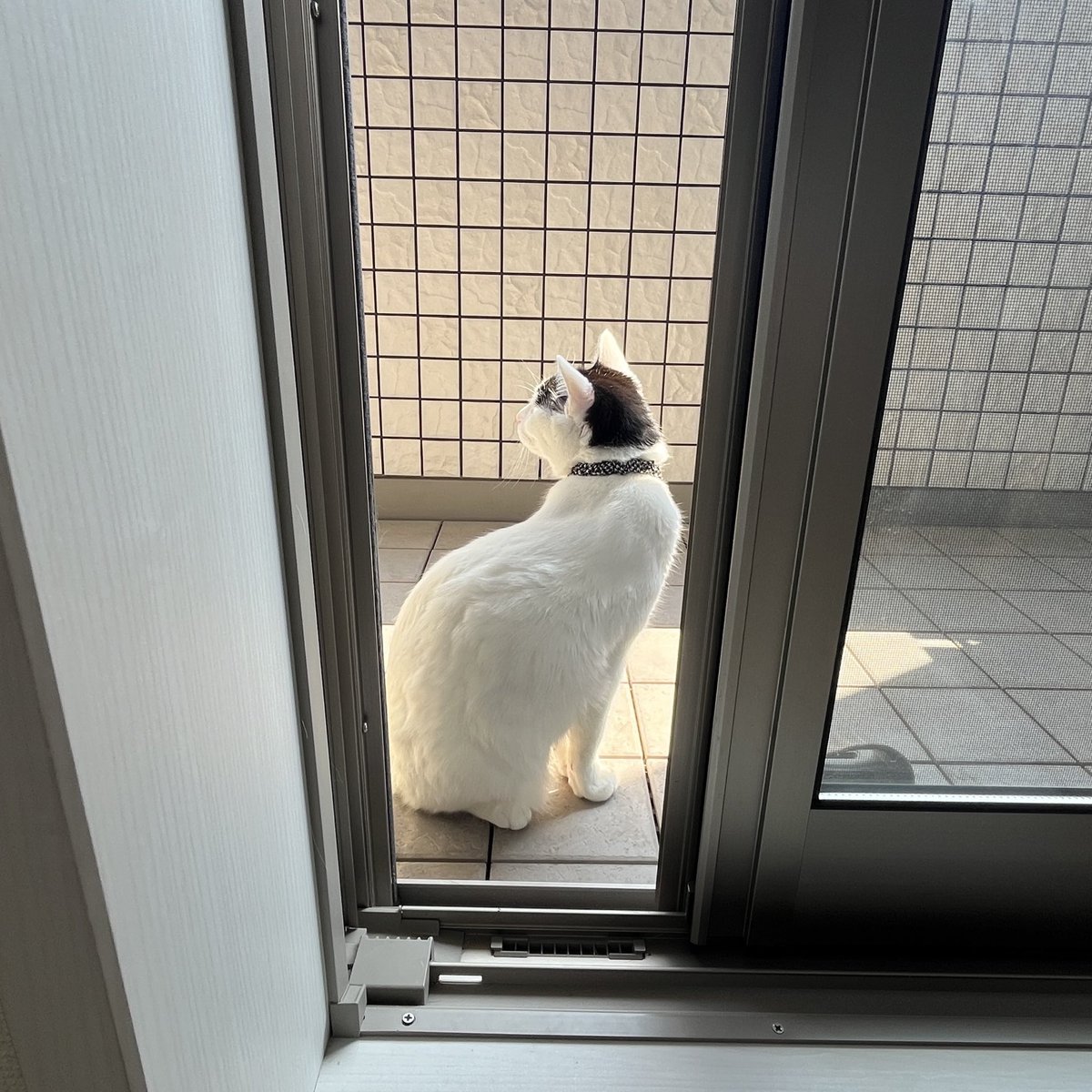 fyewsha's tweet photo. 日向ぼっこしたいけど締め出されるのがこわいからずっと窓のそばに居る https://t.co/ueQmbF0EuS
