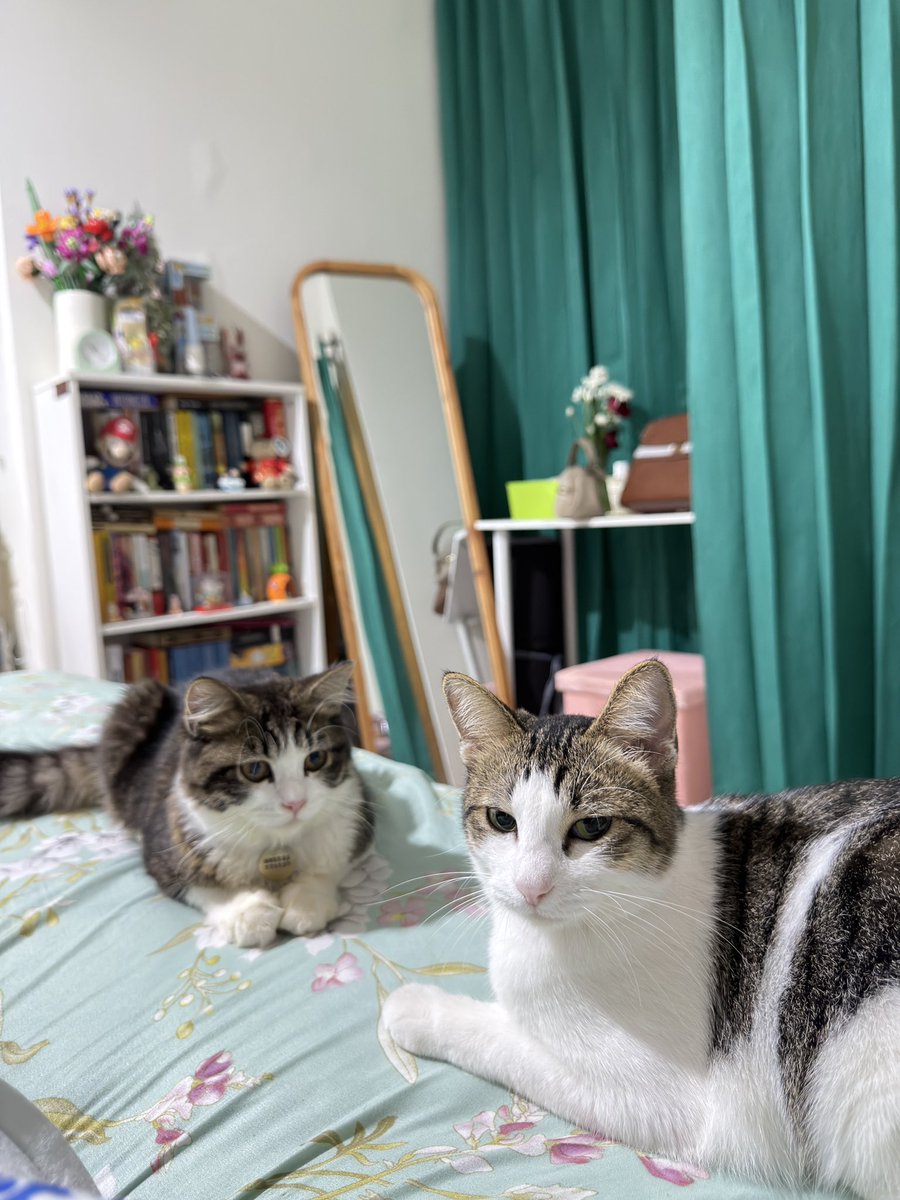 kitty maru. tweet media