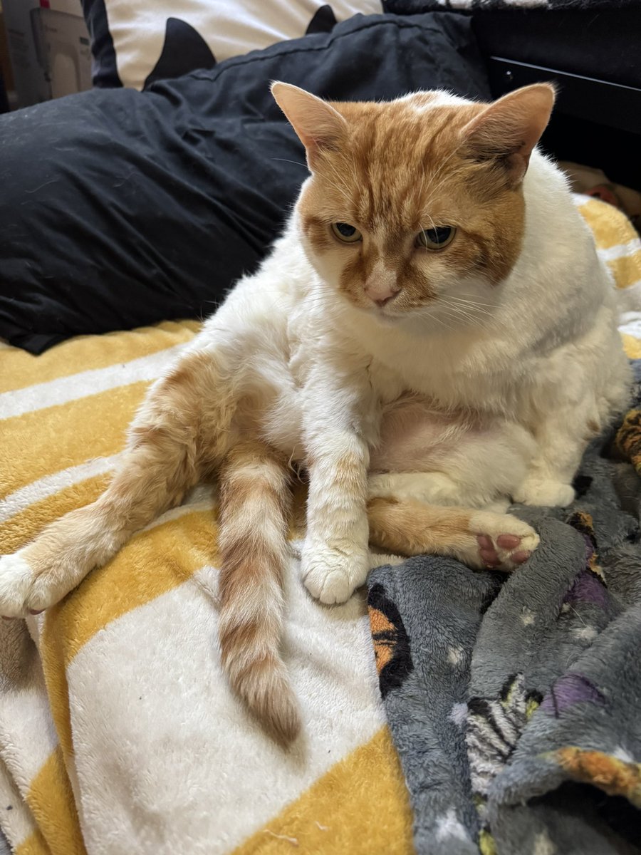 ⛧MANGE⛧ 🍉 tweet media