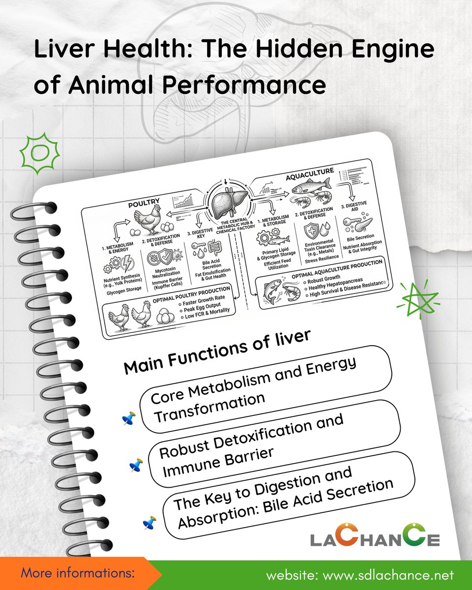 LACHANCE2004's tweet photo. The #liver (or #hepatopancreas in aquatic species) serves as the "chemical factory" and "metabolic hub" in both poultry 🐓 and aquaculture🐟🦐. Optimal hepatic health is essential not only for physiological integrity but also for 🔝maximizing production efficiency. https://t.co/4EdFqBOBXD
