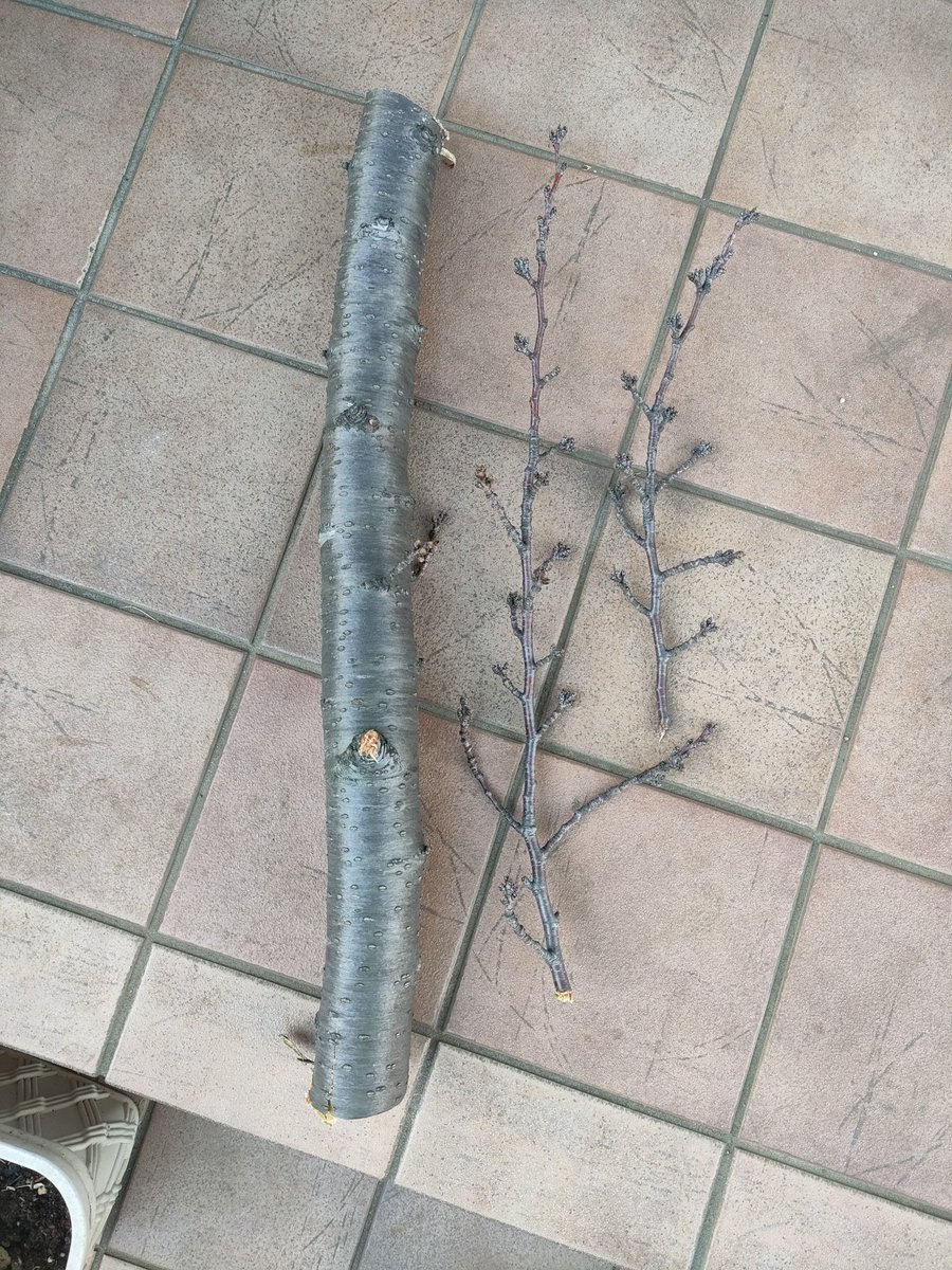 w650_jin's tweet photo. 2/28にボランティアで校庭の剪定をして、小学校の桜を燻製用と観賞用にもらってきた。その小枝が今朝リビングで咲きました https://t.co/DOjPj149rg