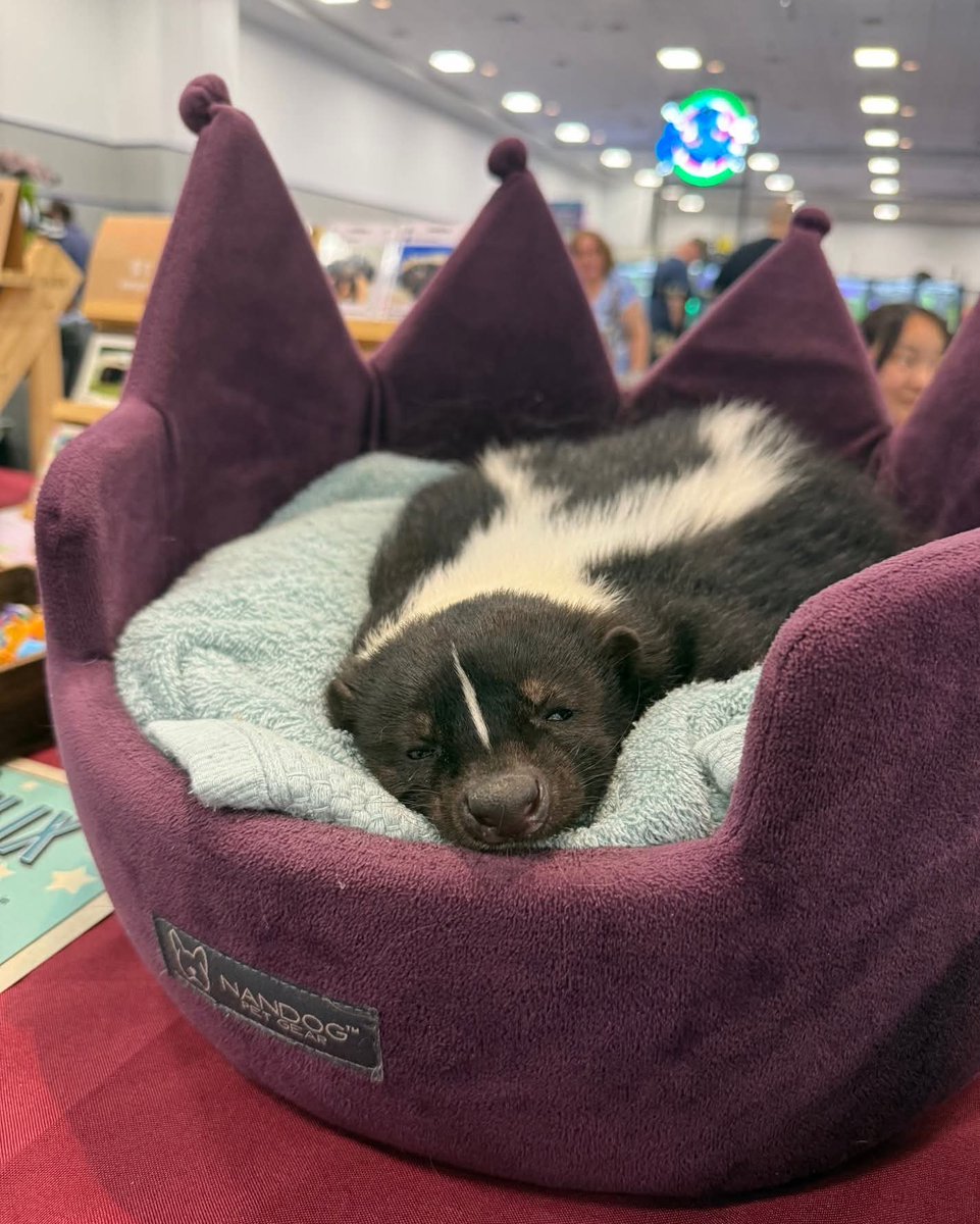 🦨Silver Ice Skunk| comms open!!! 🩵 tweet media