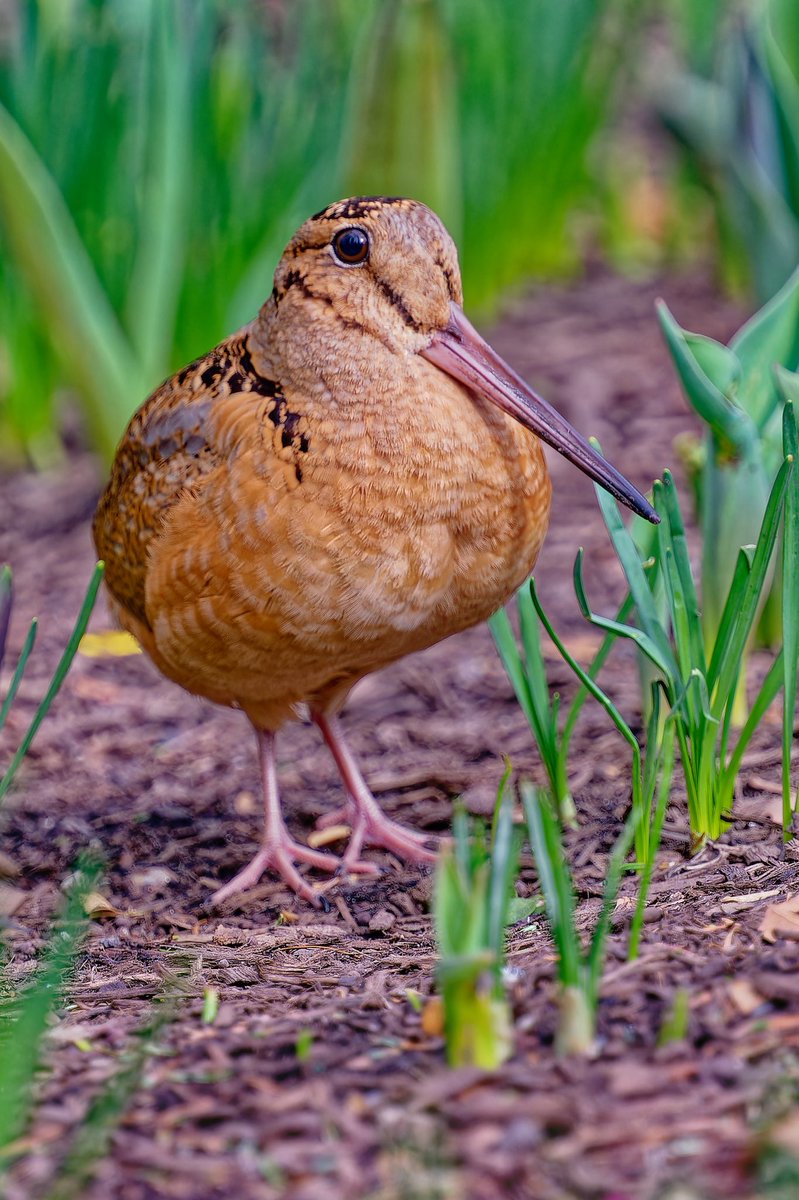 EJ Bartolazo tweet media