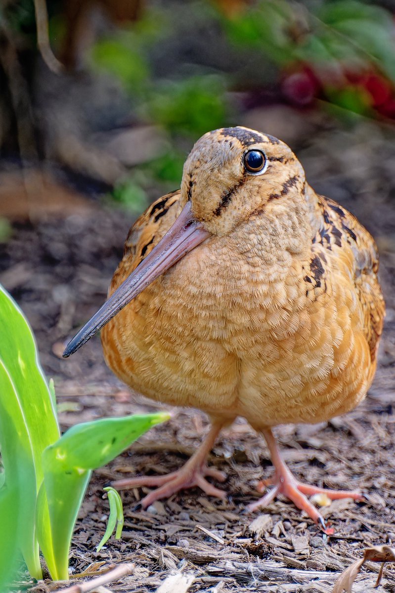 EJ Bartolazo tweet media