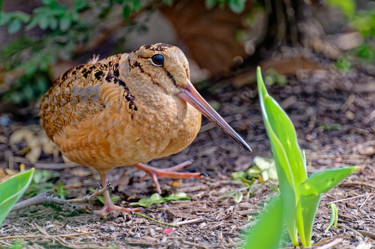 EJ Bartolazo tweet media