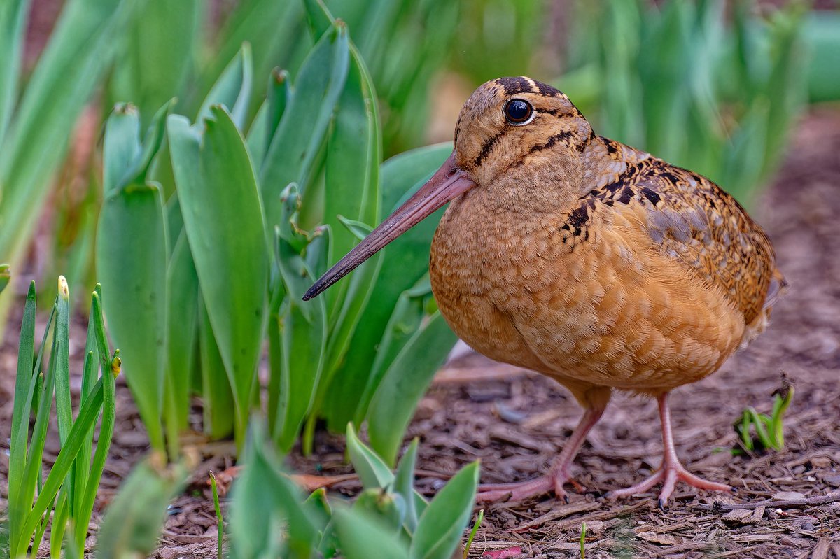 EJ Bartolazo tweet media