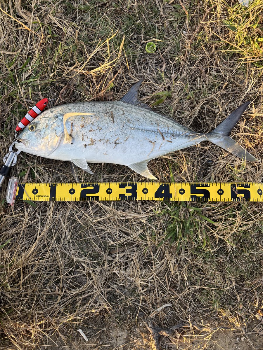 furuko0425's tweet photo. このルアーで満足いく魚。やっと。2年かかりました。感謝。 https://t.co/LN0t7pfPyB
