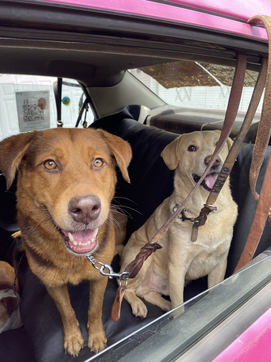 Chocolatina y Rufino ya cumplieron un año con nosotros, y en todo este tiempo nadie les ha dado una oportunidad. 🥺💔

Los perritos talla grande tienen muy pocas probabilidades de ser adoptados, y es muy triste… porque son justamente los que más hay en la calle y en los