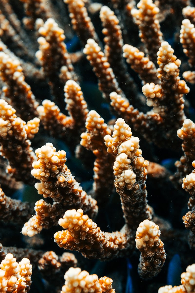 ViltroxOfficial's tweet photo. Use AF 27mm F1.2 Pro E to capture the magic of the undersea world.

Credit to Nicomortarini

#viltrox #viltroxlens #viltrox27mmf12 #viltroxpro #photography #photogrpaher #sony #sonyphotography #sonyalpha #sonycreator #sonyphotographer #UnderwaterAdventure #underseaworld #seaphotography