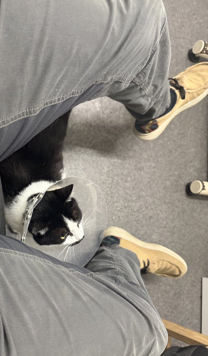 Somebody is a big baby about getting a shot and got the cone of shame.