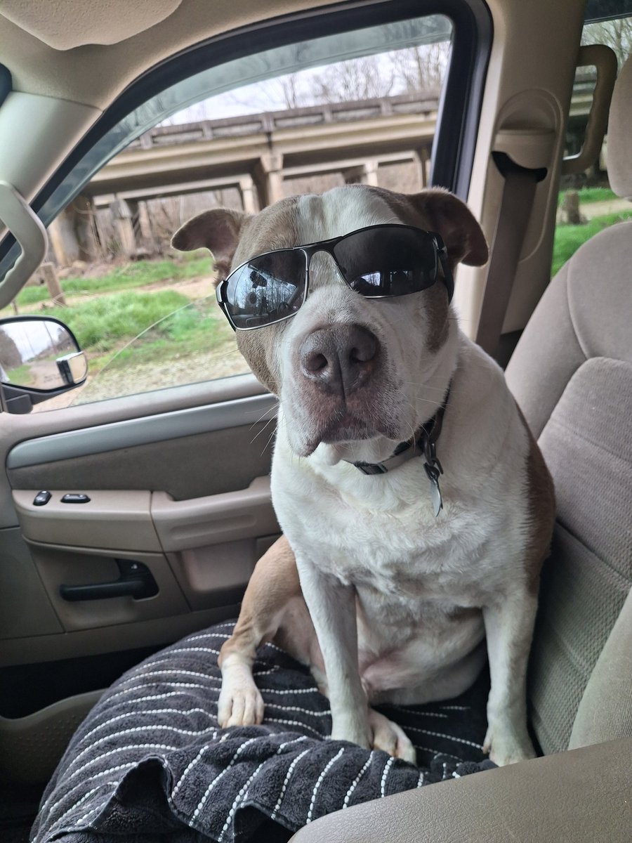 PittyShades tweet media