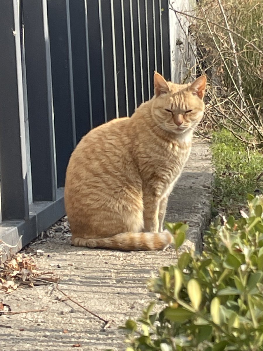 走る前に1個
走った後に1個
帰り道にネコ