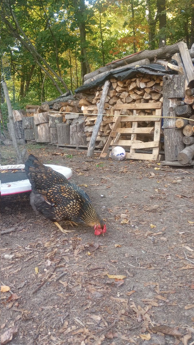 True Inquiry tweet media