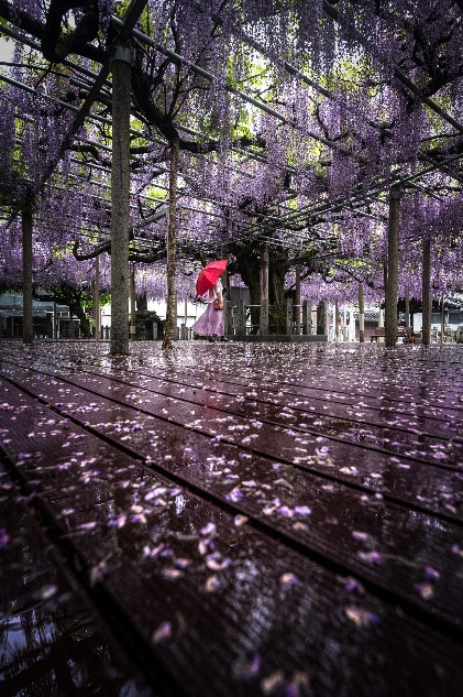 みたい -まるはり×みたい-@兵庫県はりま地域情報サイト🐱【公式】 tweet media