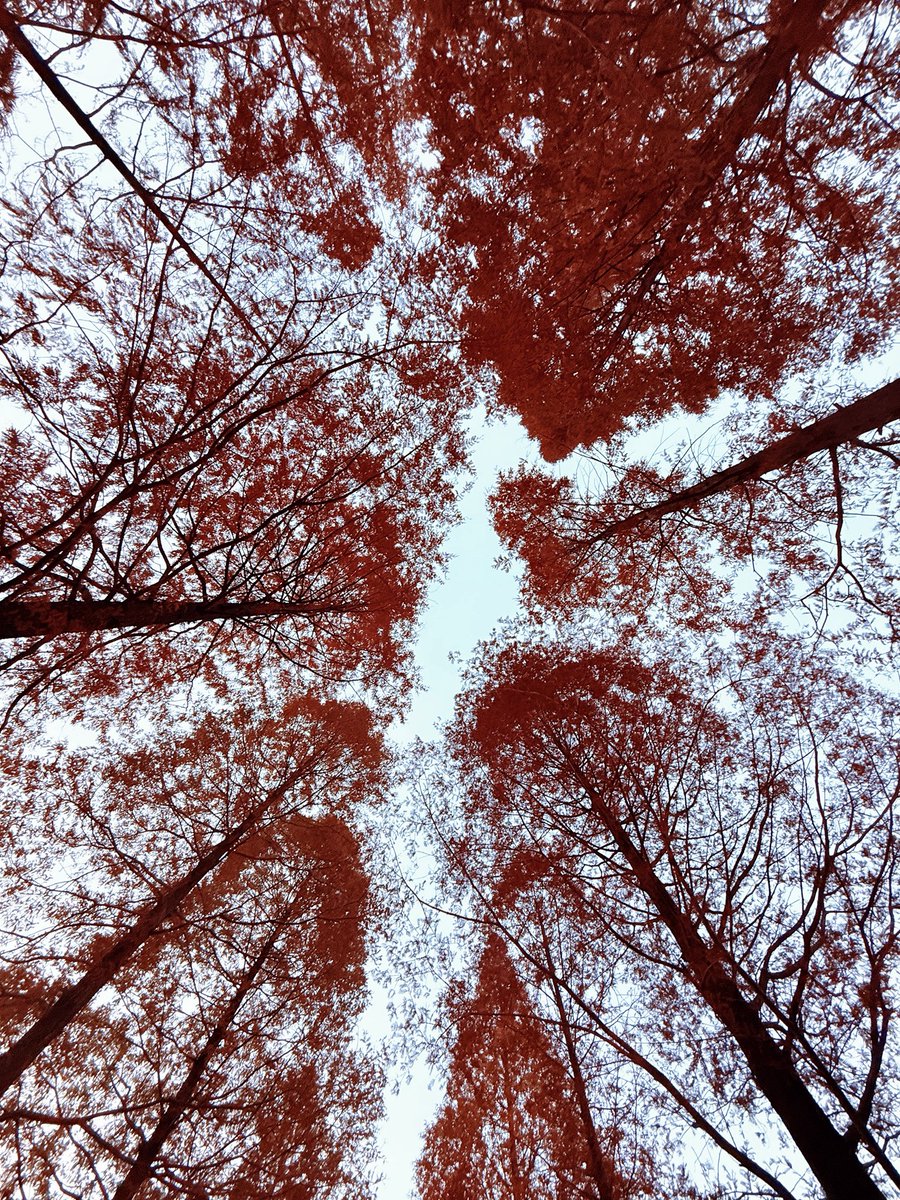 sbjjjsdsb's tweet photo. This is what autumn feels like. https://t.co/ynUltOaNIU