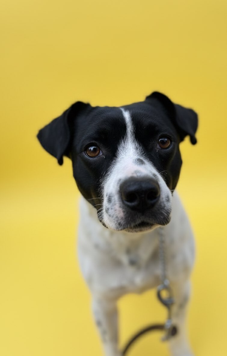 Para algunos perritos es muy fácil encontrar una familia, pero para perritos como Rafita todo ha sido un reto.

Rafita fue rescatado en septiembre de 2024 en condiciones terribles: estaba muy herido y con gusanos comiéndose su piel.
¿Se imaginan todo el dolor que tuvo que