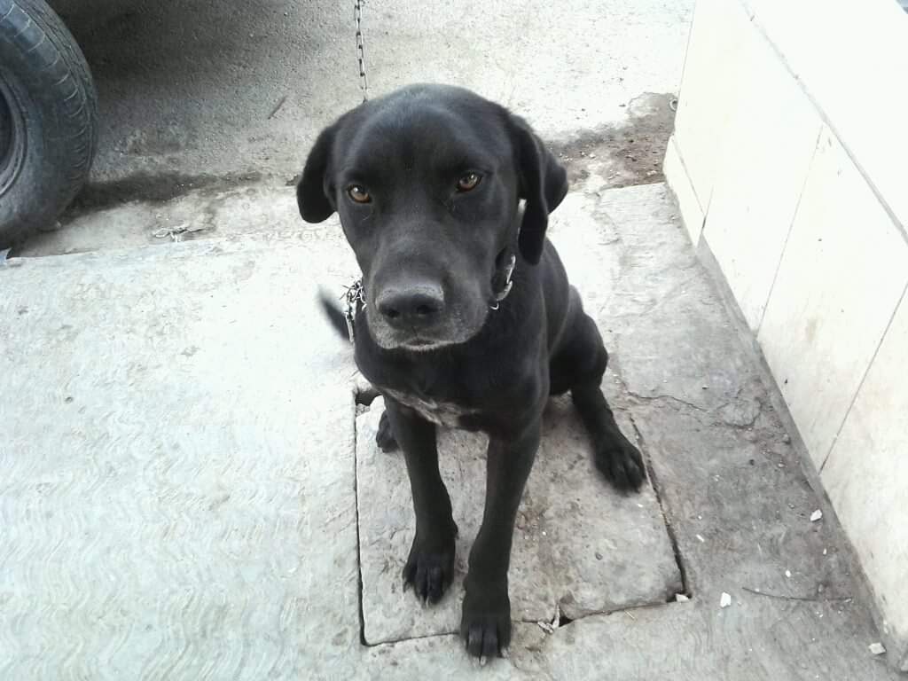 NNRUELAS's tweet photo. @ErrorGramatica Mi negro duro 15 años conmigo y después que falleció mi esposo el me cuidaba más como si supiera que estaba triste. https://t.co/VPoTIeUJsu