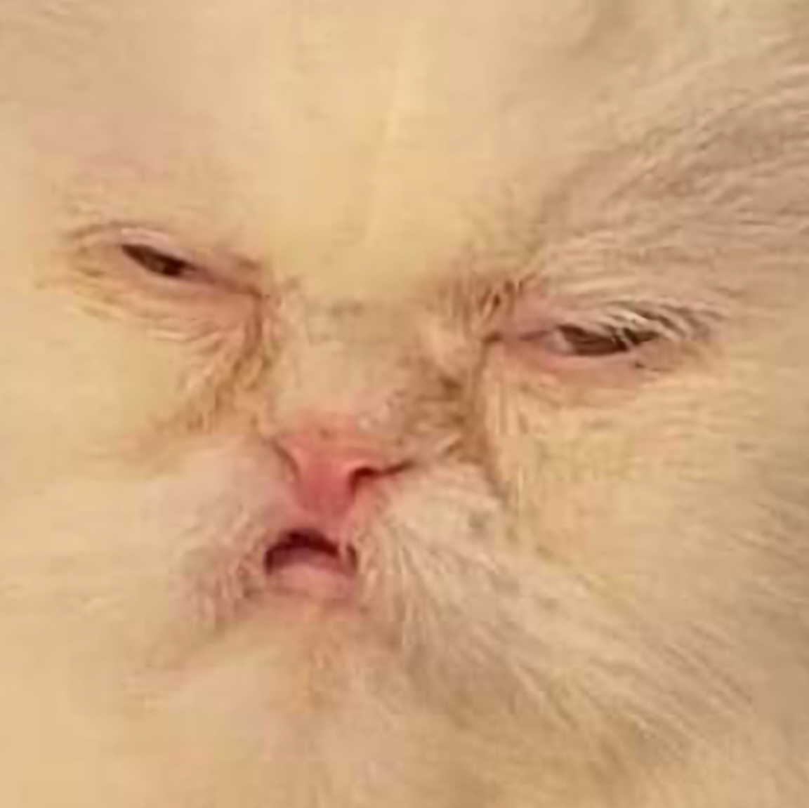 the S N E A K thief tweet media