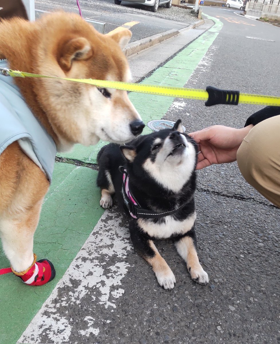 チョビ tweet media