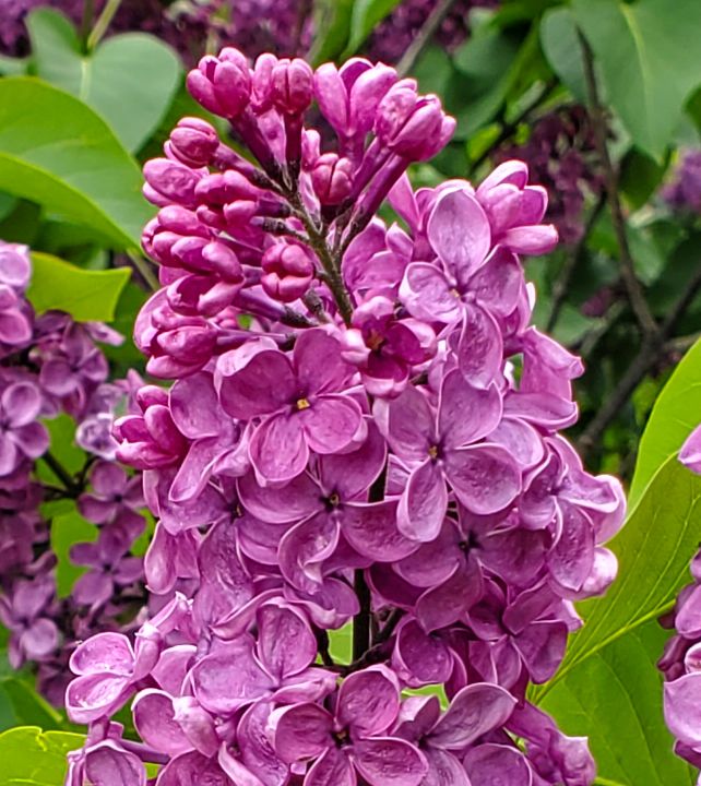 MamaWatson1213's tweet photo. Art of the Day! "Lilac in Spring". View at: https://t.co/Cbrcg3S7Gd https://t.co/HhydOXetrX