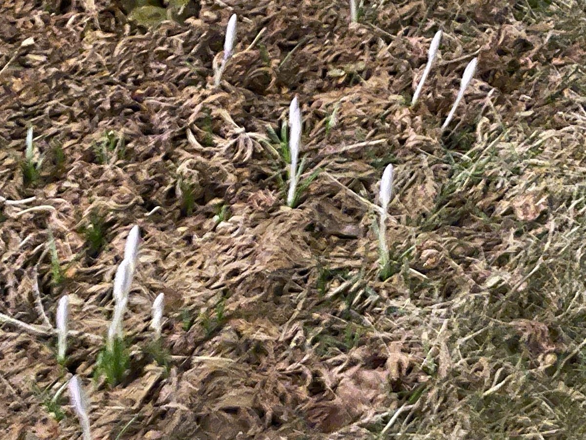 Art Hendrickson, Jr. tweet media