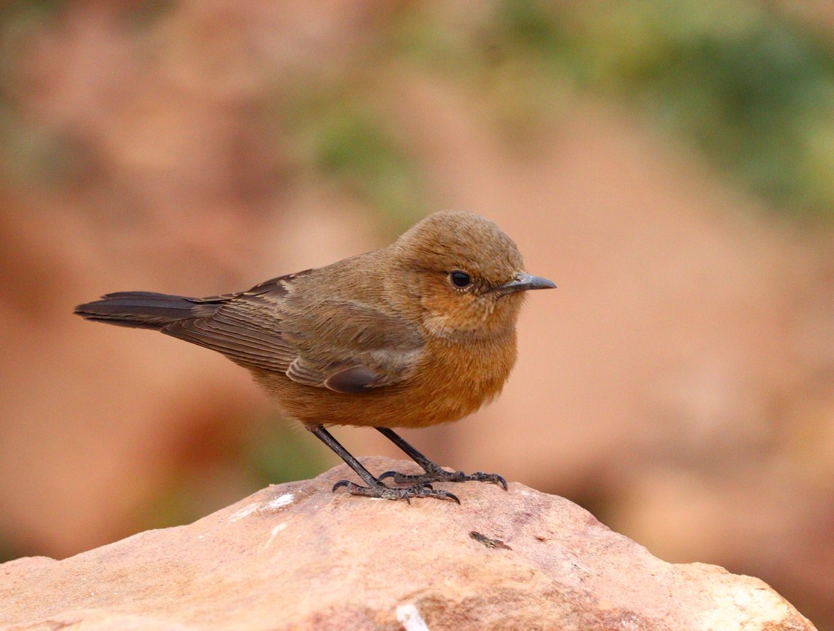 Koushik Das🇮🇳 tweet media