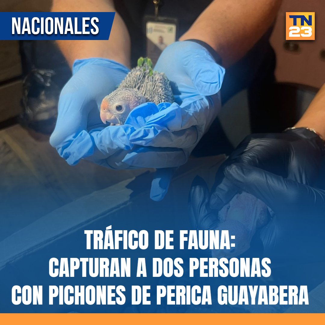 TN23NOTICIAS's tweet photo. 🚨#Tráfico de #fauna: #Capturan a #dos personas con #pichones de #perica #guayabera ➡️ https://t.co/PROjqxGxXz https://t.co/ceDaLpp213