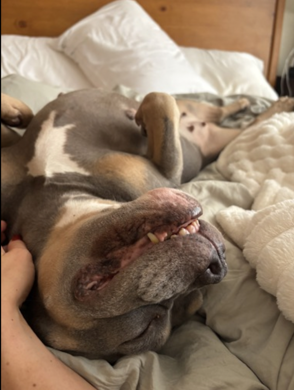 BeeDoDoobieDo's tweet image. #StPattysDay 🍀 #LuckyCharm 🍀 LAGUARDIA 
🍀currently in Foster care, she needs a 4ever home🏡
nycacc.app/browse/229617  🍀#AdoptASrDog
😍Picture 1 📸
presenting her toe bouquet in exchange for her dinner
😍Picture 2📸
practicing her impersonation of a weighted blanket

This