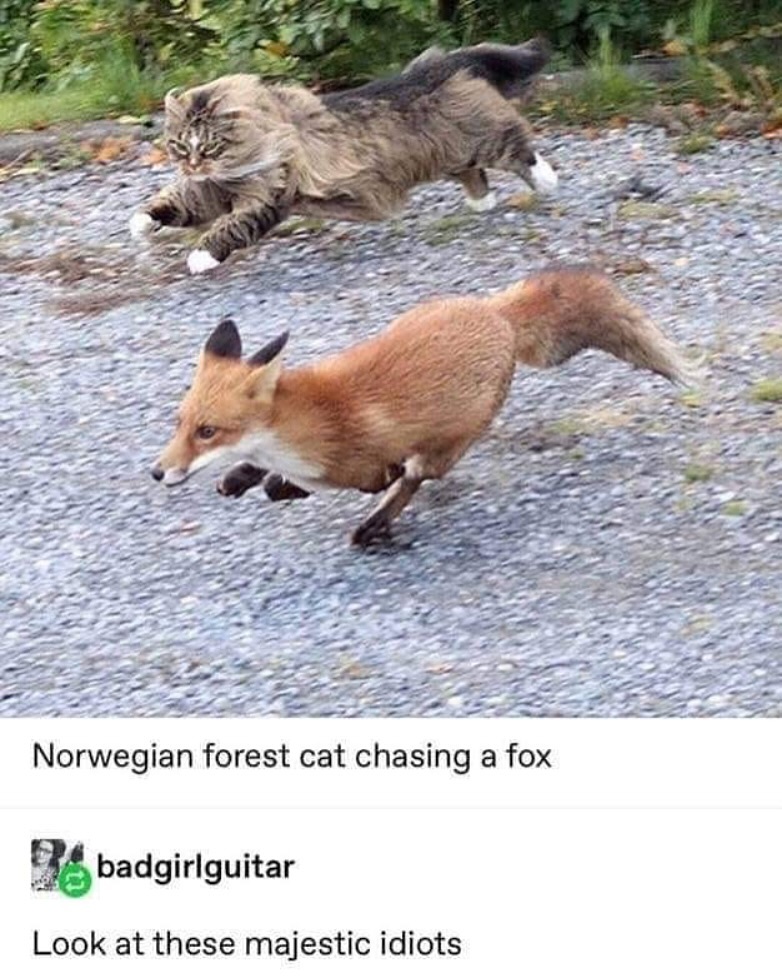 Punch Cat tweet media