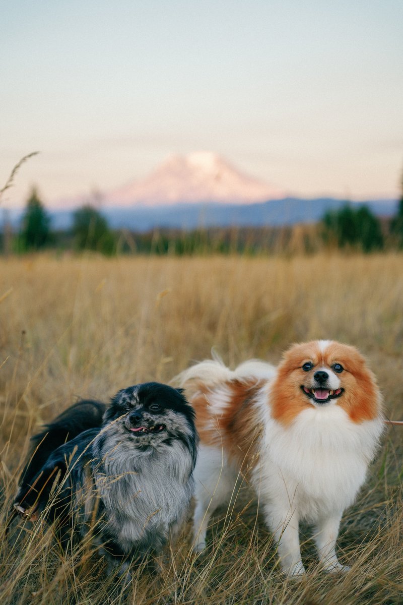 Spot Pet Insurance tweet media