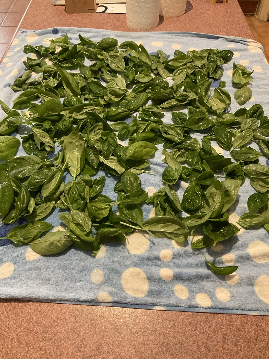Basil crop is starting to come to an end so I’ve pulled this lot out today &amp; prepped to freeze so we have some over Winter 🌿 House smells great! 😋🥰