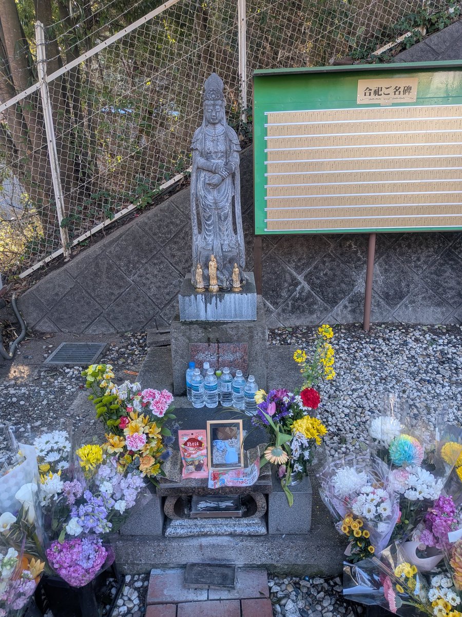 ニコルとウィリーといる日常 tweet media