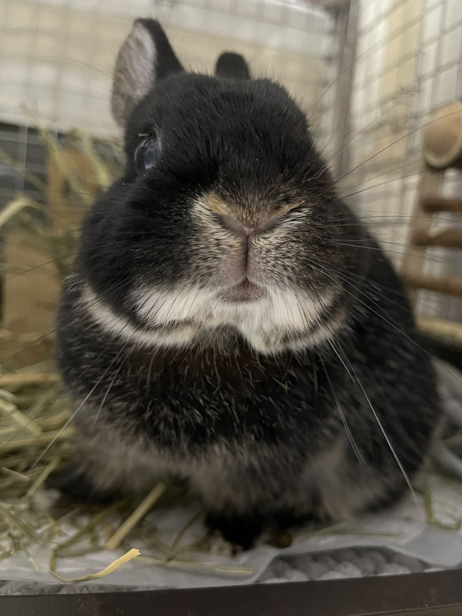 春壱 Haruichi tweet media