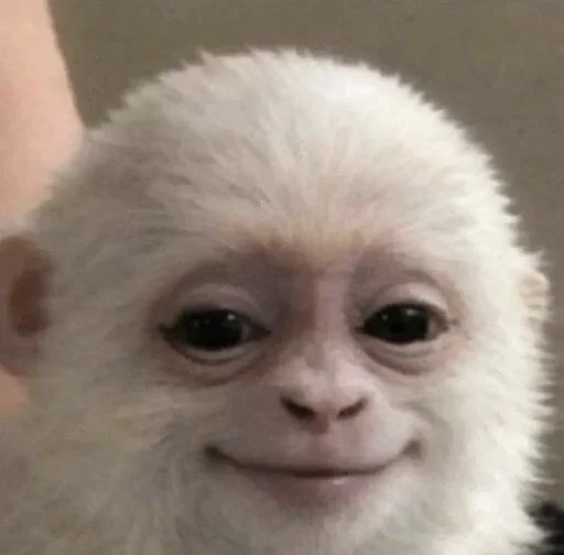 heysayhey tweet media