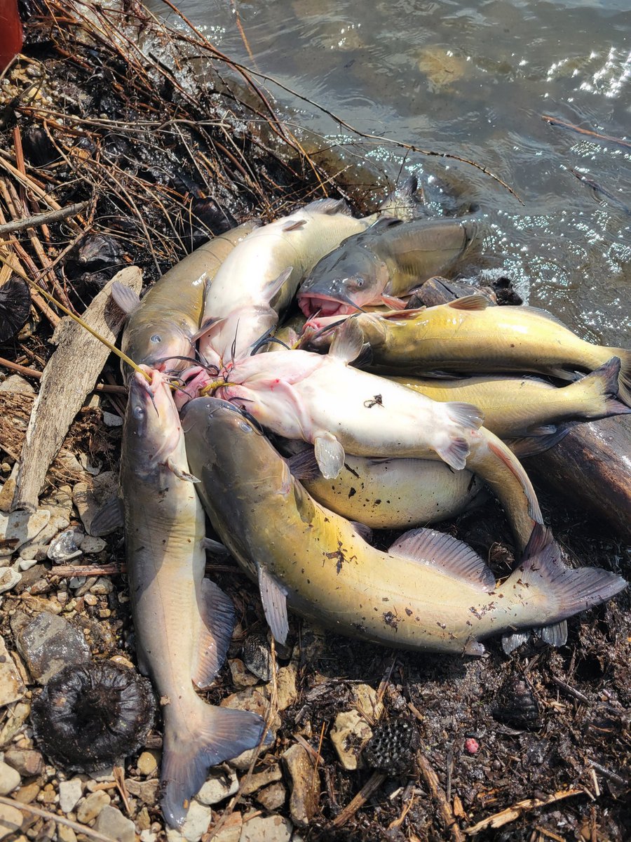 Ron Ferrill tweet media